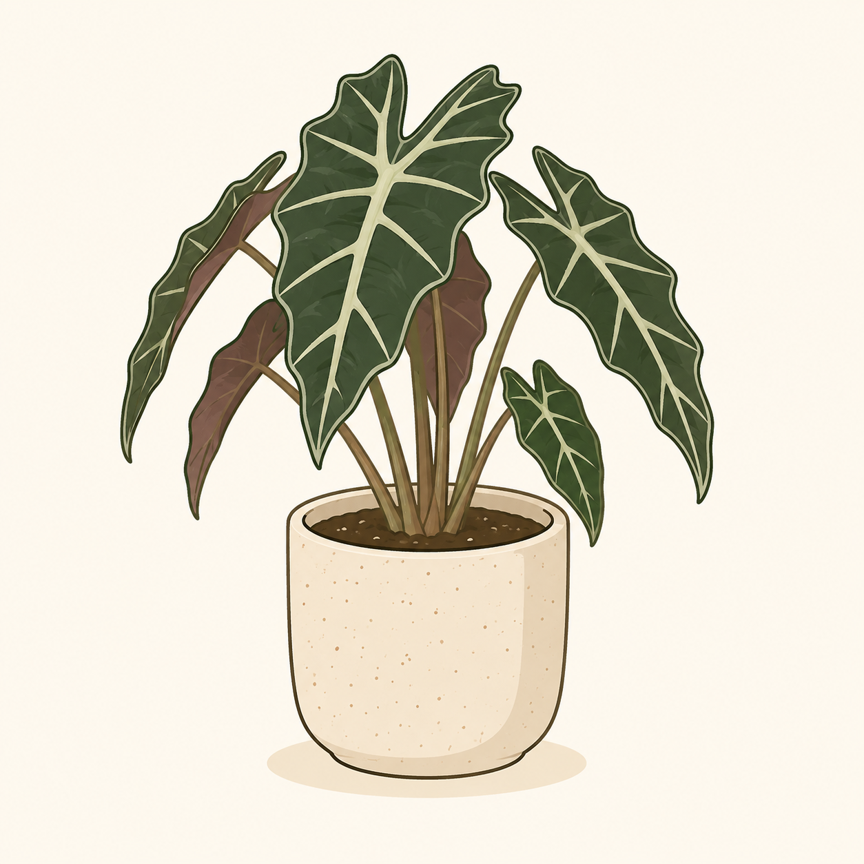 Alocasia plant