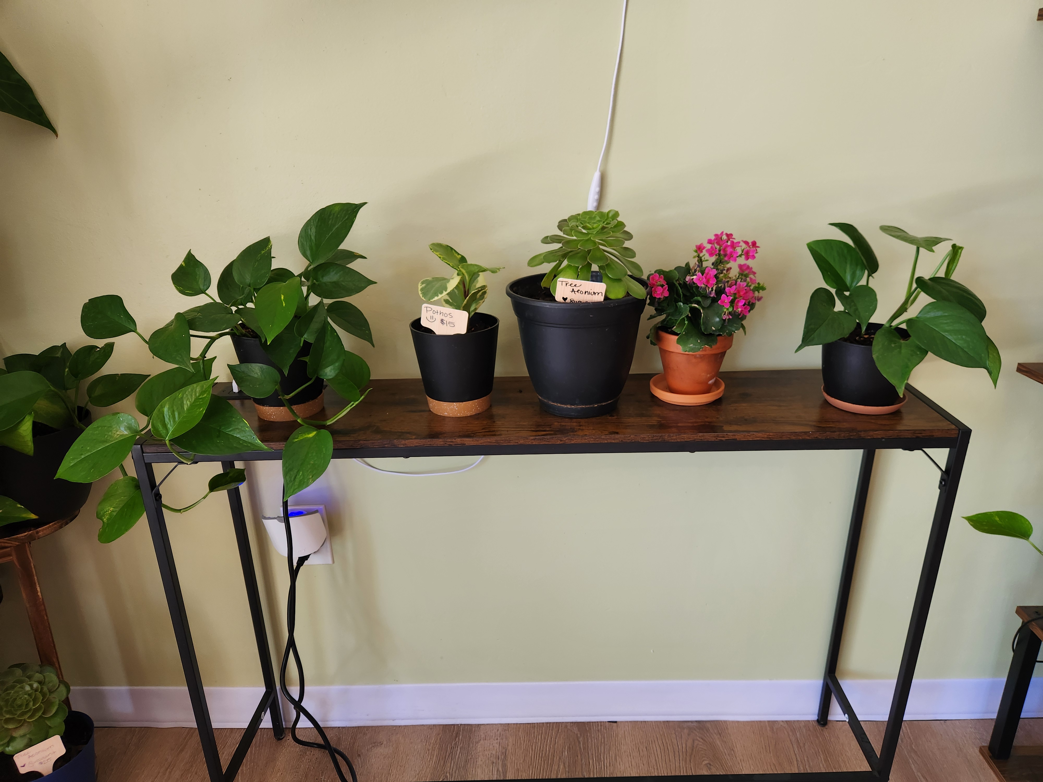 Plants in store