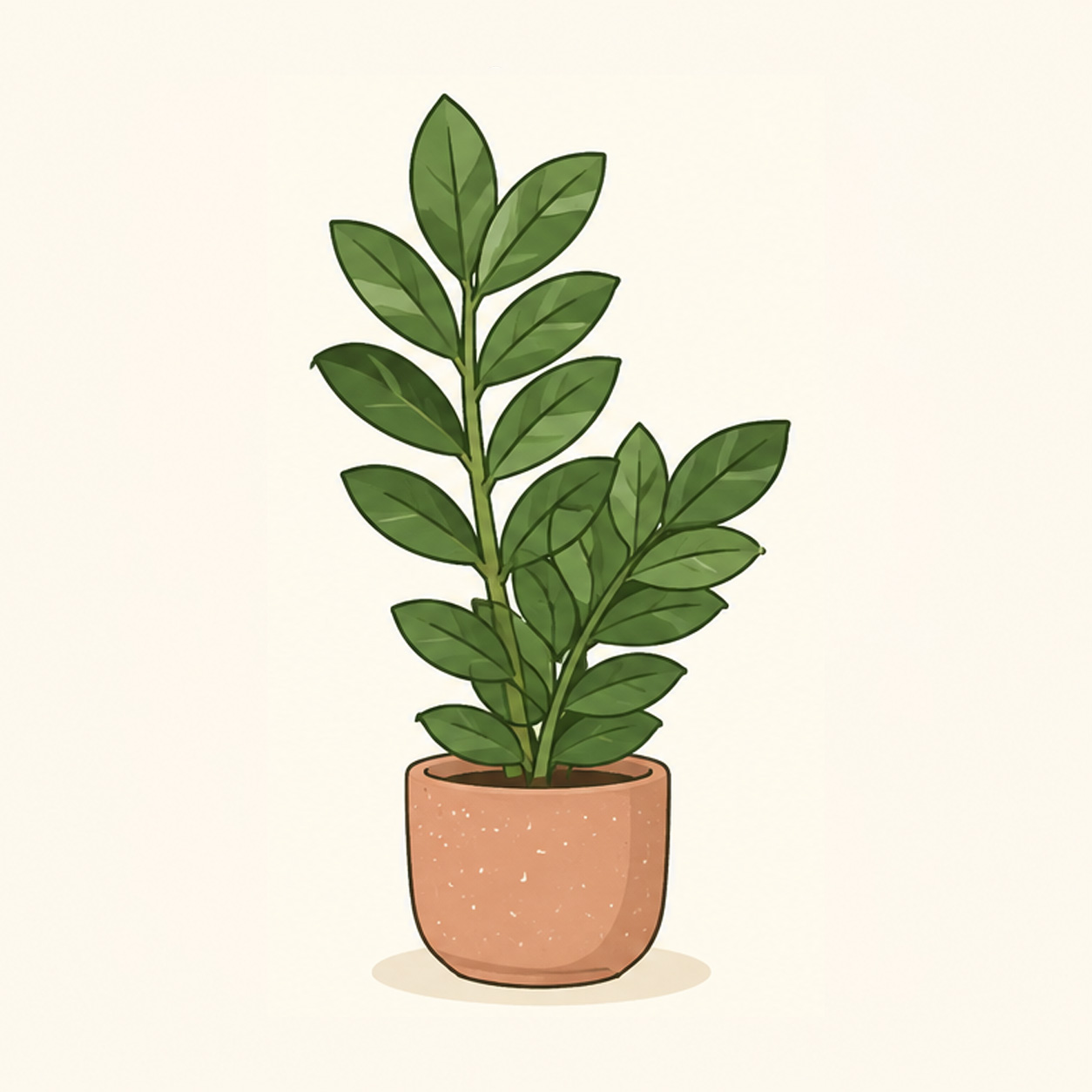 ZZ plant